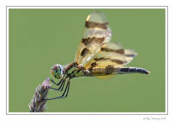 dragonfly 10 copy copy.jpg